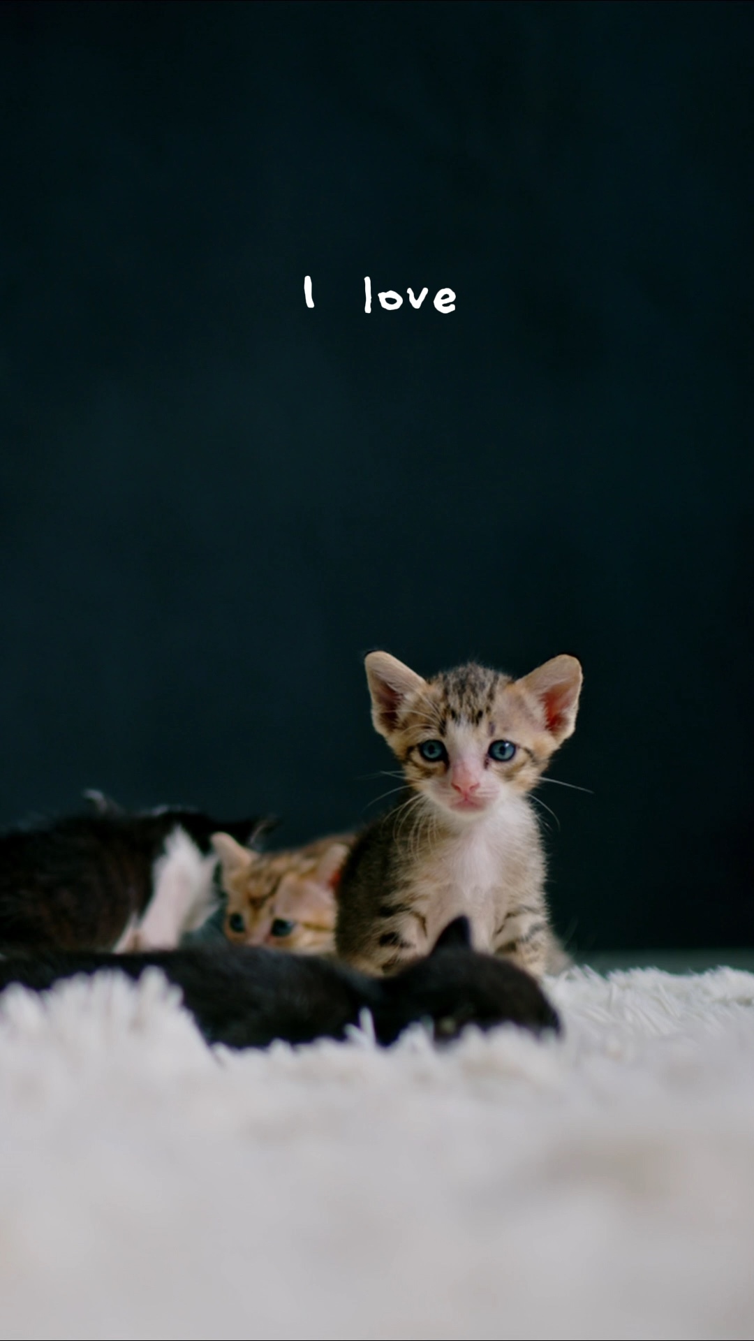 I love cat