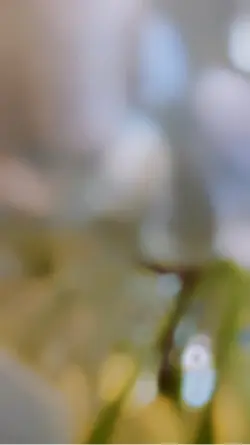 Krishna🙏🏼