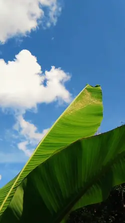 Cinematic dayak 2025