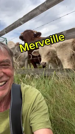 Merveille 