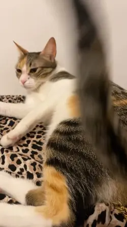 Cat Velocity