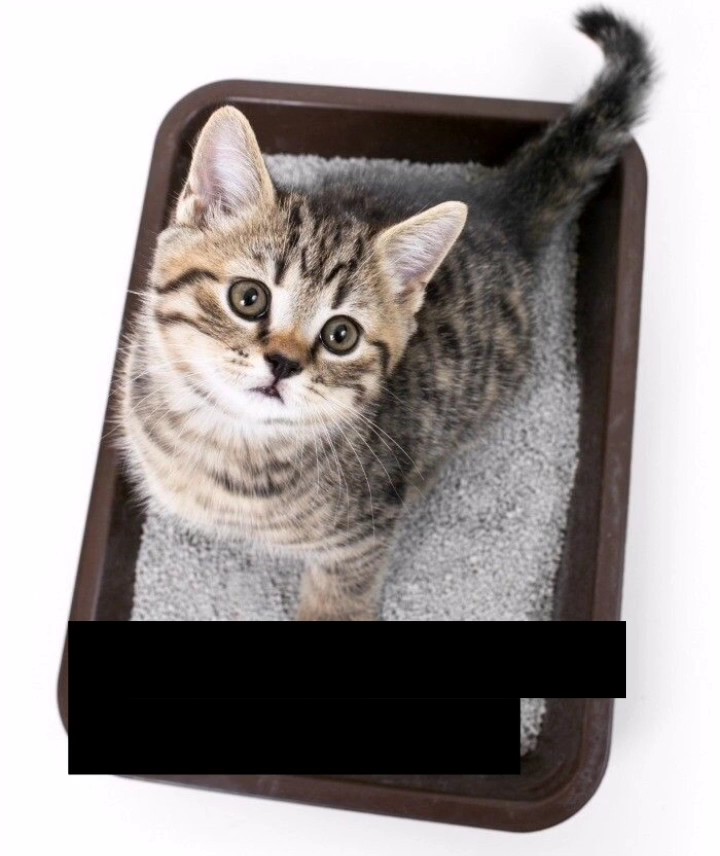 Entrenamiento de arena para gatos