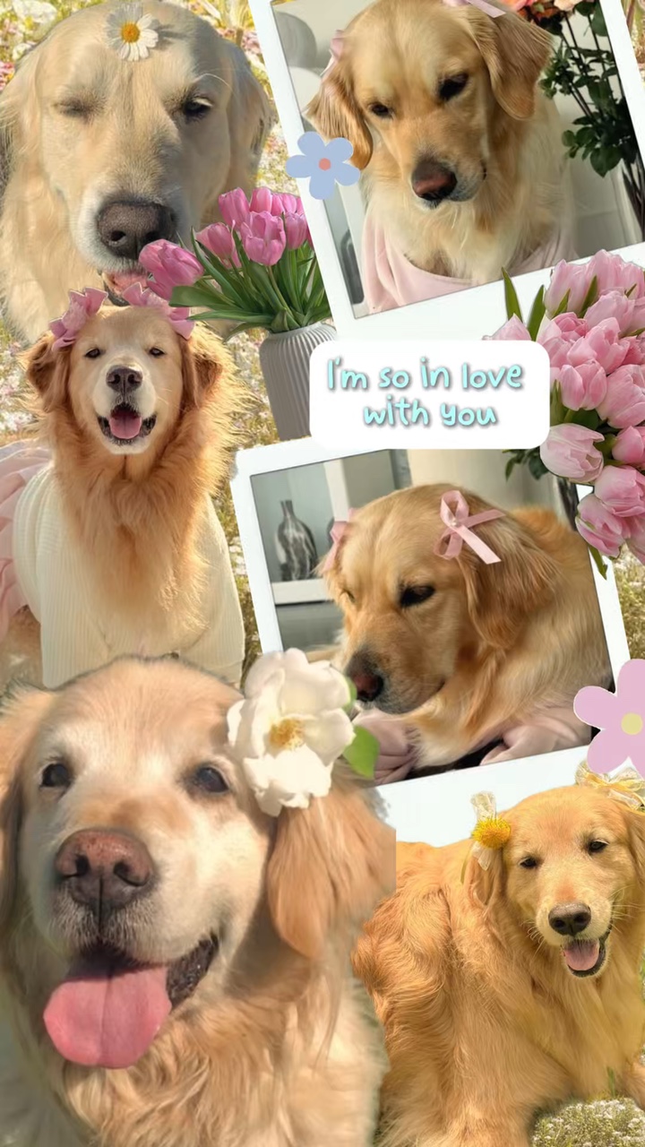 Cute dog templates