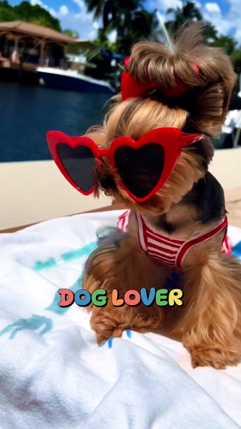 köpek aşığı
