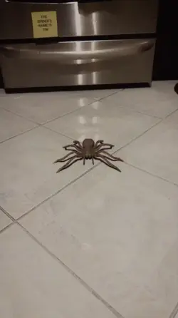 spider 