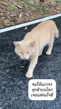 แมวจร