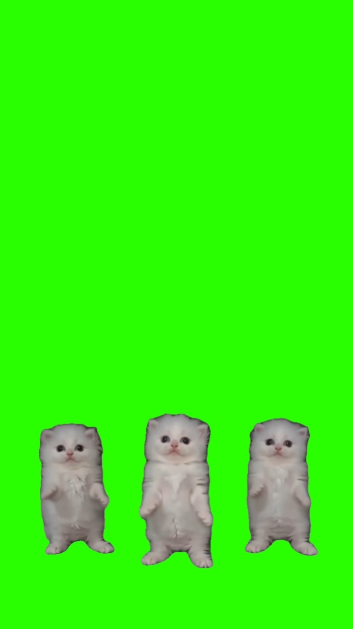 Cats Bailando 
