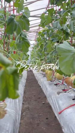 Petik buah melon 🍈