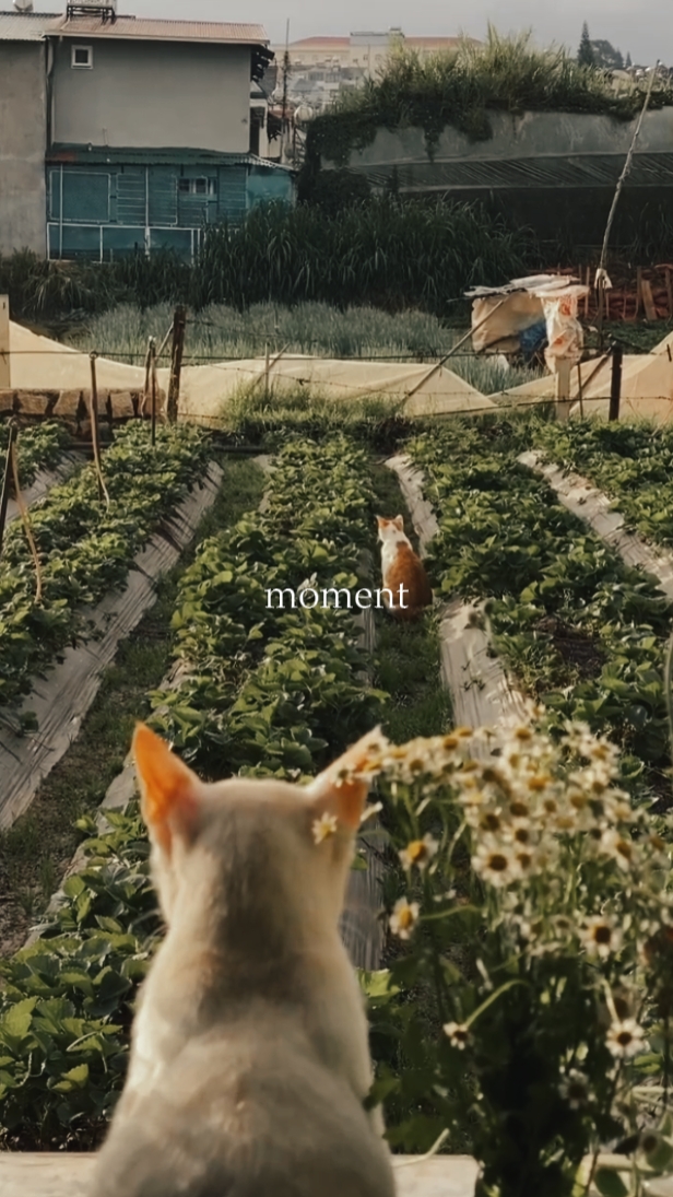 Momento