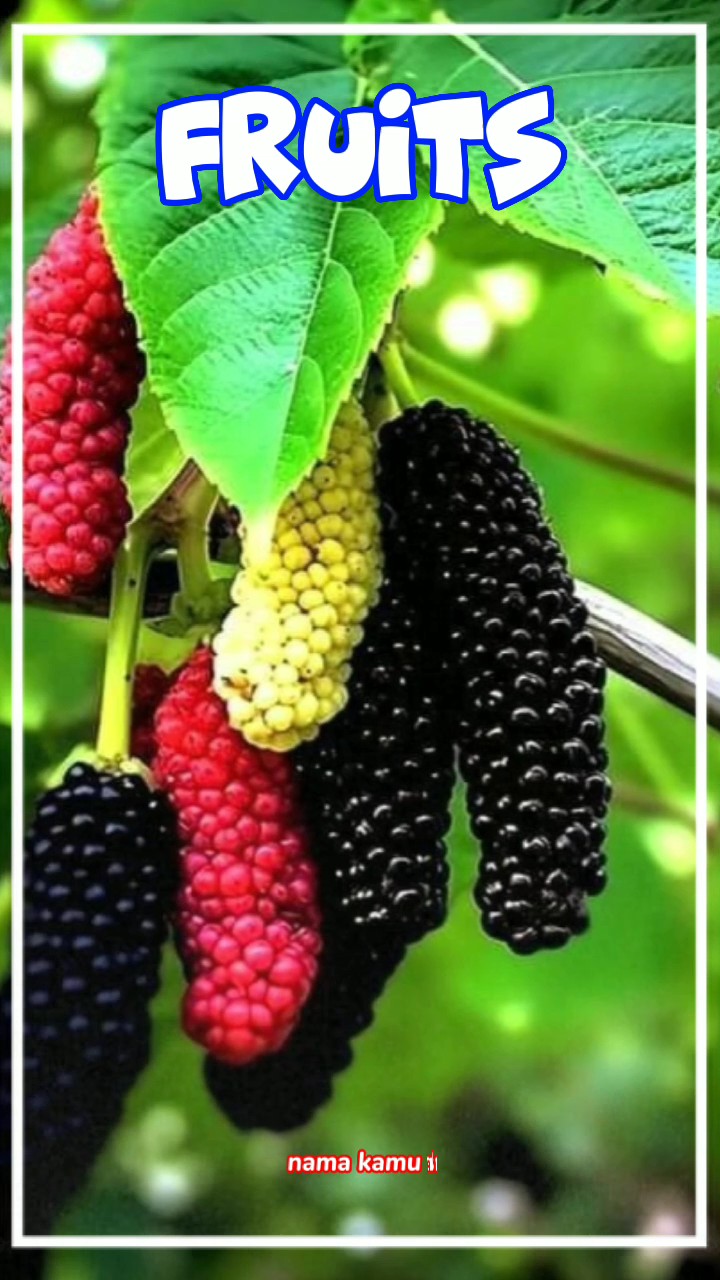 fruits