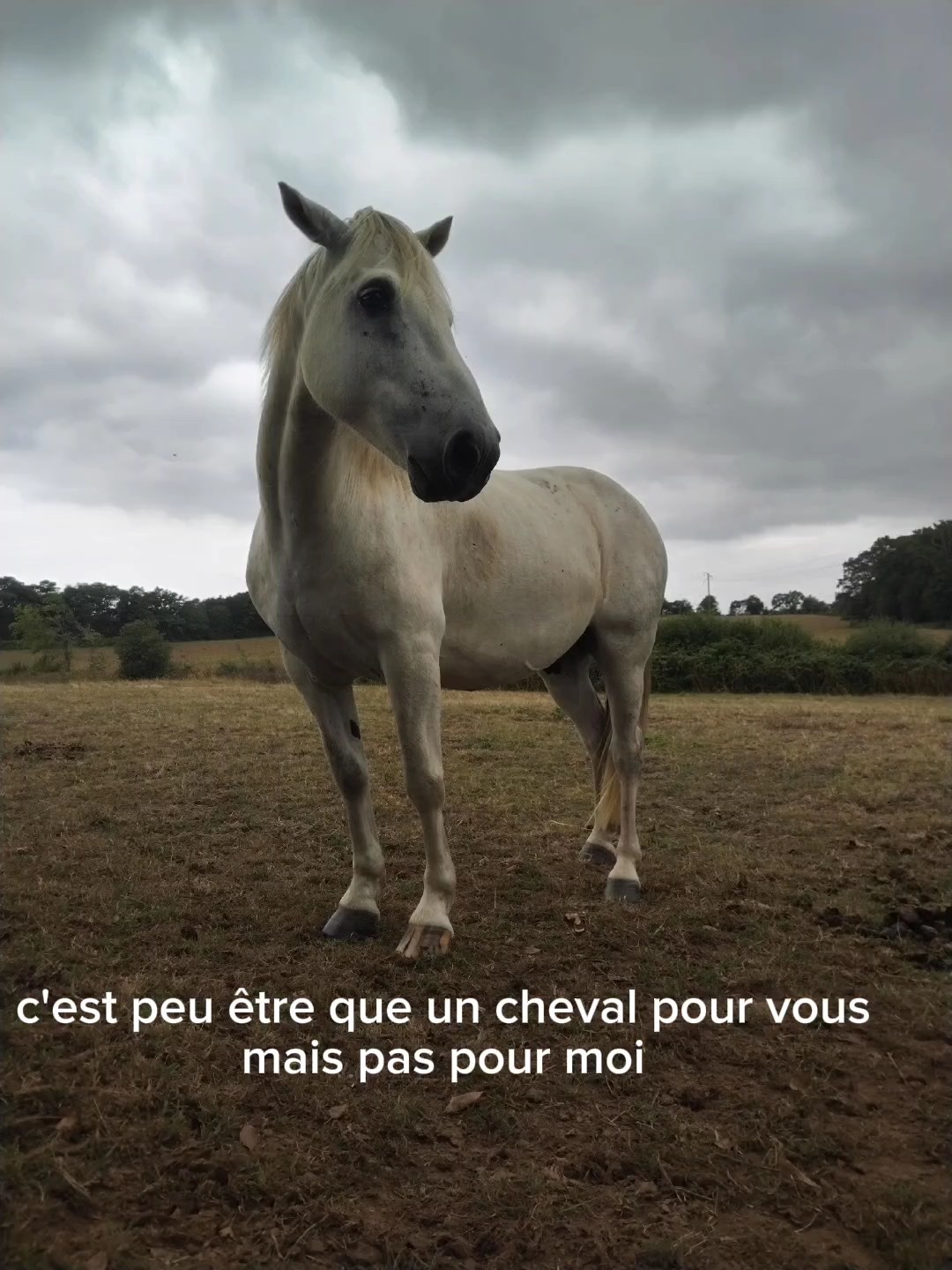 je l'aime ce cheval 