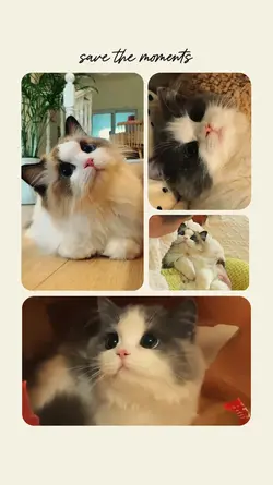 Save cat moments
