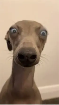 mệtt