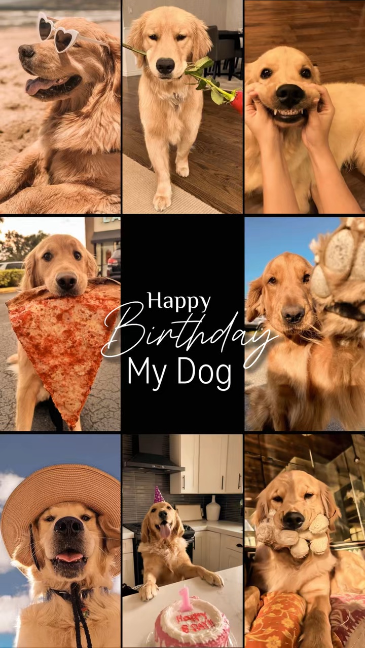 Aniversário meu cachorro 