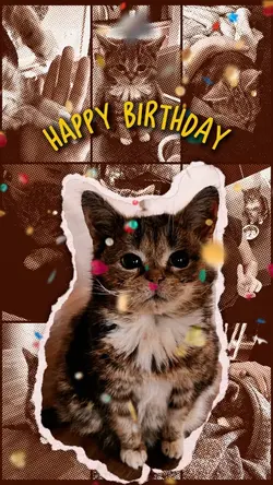 Birthday my cat
