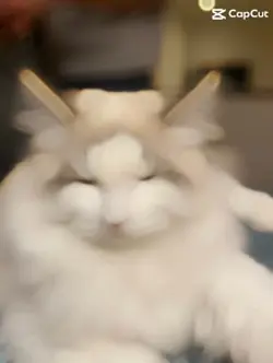 Mon chat