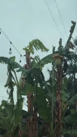 ایرانی (معین)