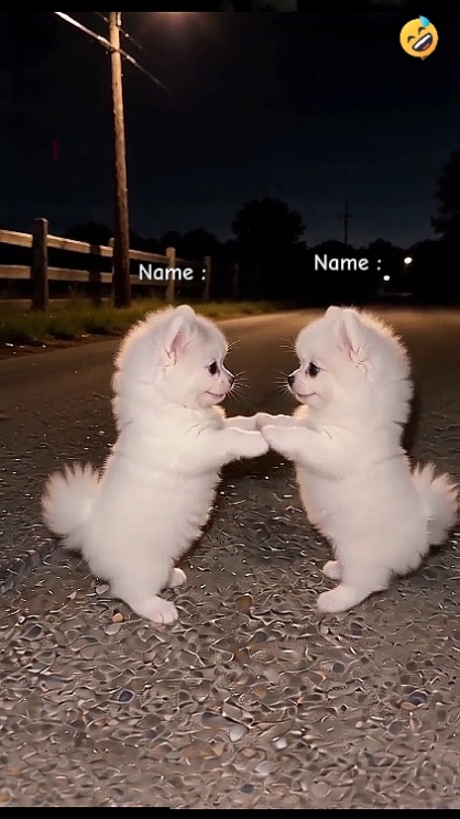 Dance Dog Trend.? 