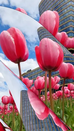 Tulips