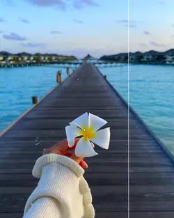 Voice video 