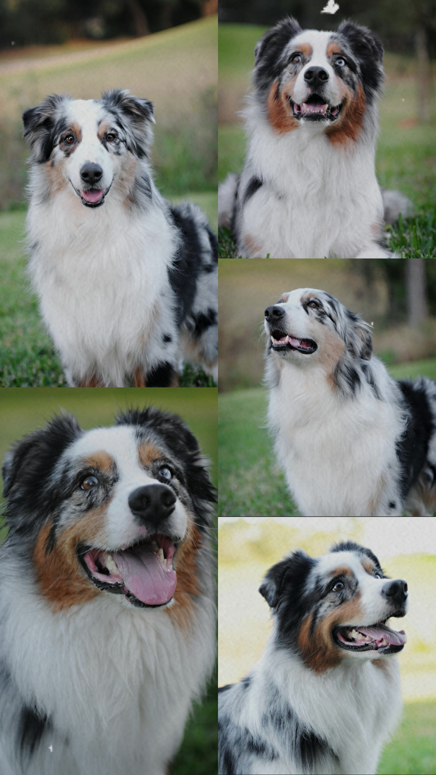 Mascotas y animales 