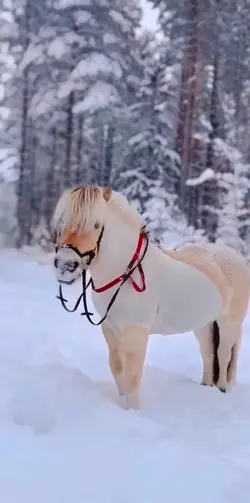 Snow fjord ☃️❄️