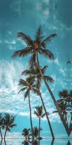 Aesthetic transition