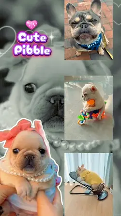 cute pibble