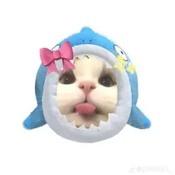 shark cutie