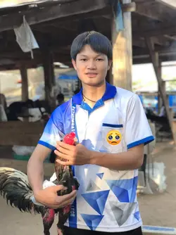 ว่าไก่ชน วัวชน