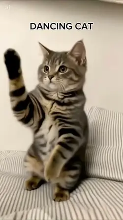 Dancing cat 