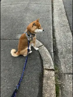 柴犬、連れてかれた！