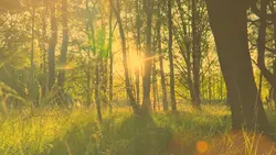 Cinematic NATURE