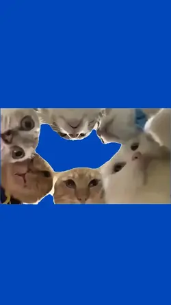 Meme, cat's gossip
