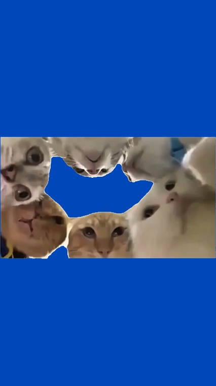 Meme, les potins du chat 