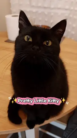 Pretty little Kitty