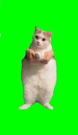 Cat Dancing