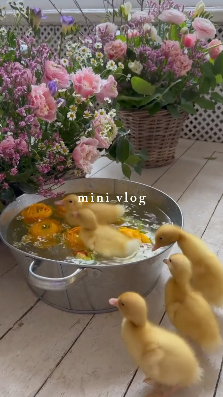 mini vlog