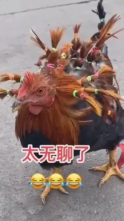 funny video