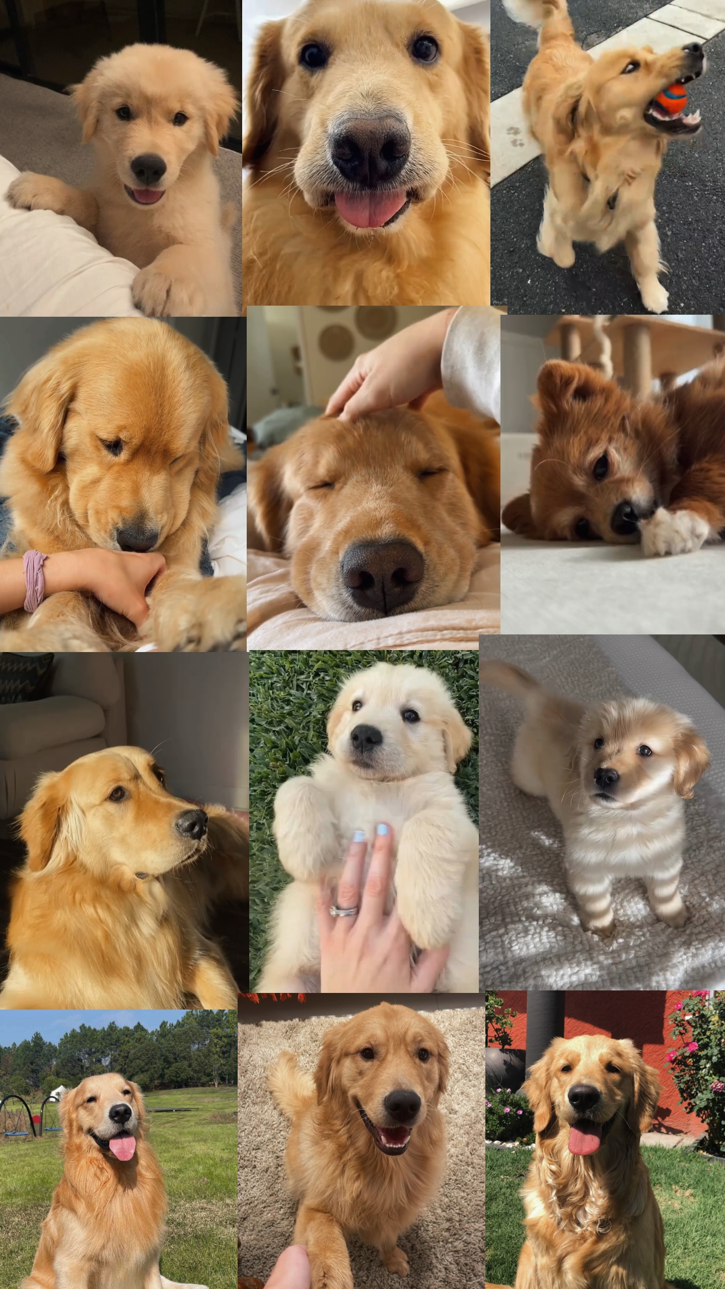 Mein Hund 