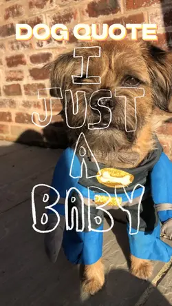 Dog Quote πΆ
