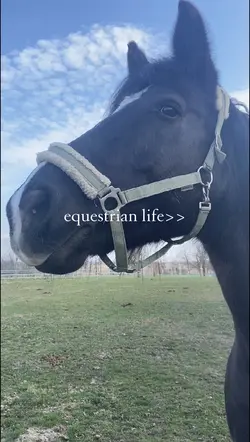 equestrian life