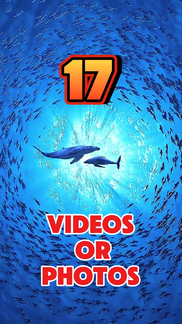 17 videos or photos 