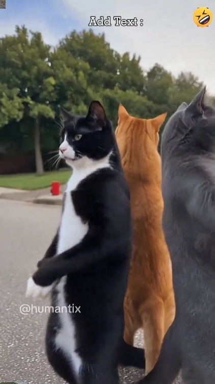 Os gatos 