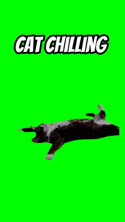 🏆 cat chilling 