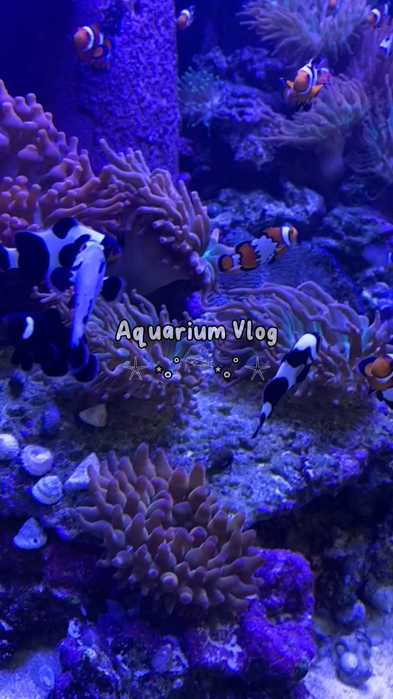 Aquarium date 6 vdio
