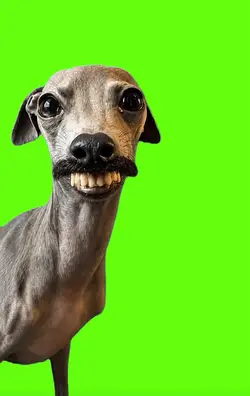 Dog Fred