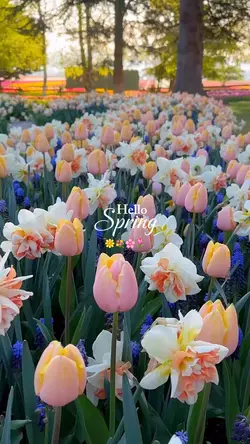 Hello Spring