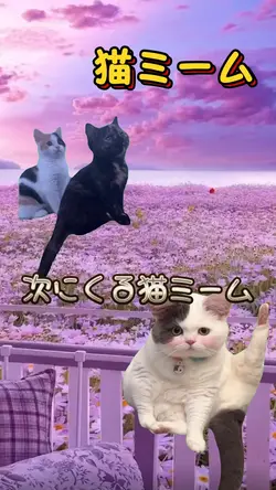 猫ミーム