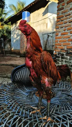 1 Foto ayam 